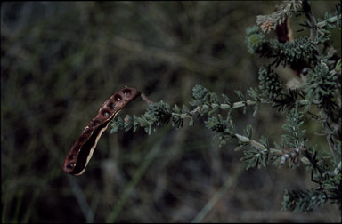 APII jpeg image of Acacia orthotricha  © contact APII