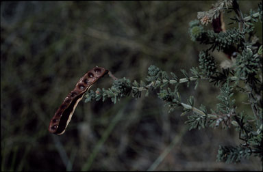 APII jpeg image of Acacia orthotricha  © contact APII