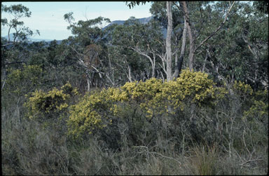 APII jpeg image of Acacia oxycedrus  © contact APII