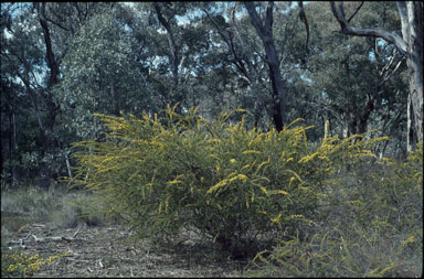 APII jpeg image of Acacia paradoxa  © contact APII