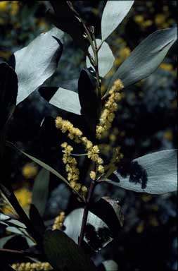 APII jpeg image of Acacia phlebophylla  © contact APII