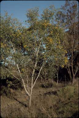 APII jpeg image of Acacia pycnantha  © contact APII