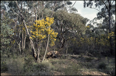 APII jpeg image of Acacia pycnantha  © contact APII