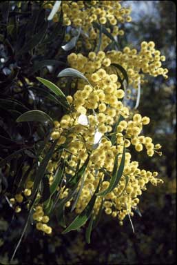 APII jpeg image of Acacia pycnantha  © contact APII