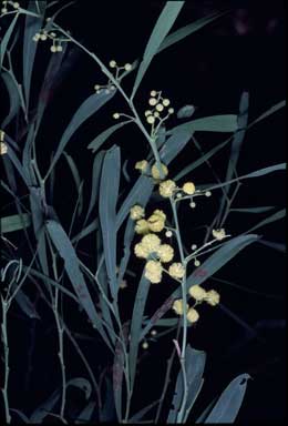 APII jpeg image of Acacia retinodes var. retinodes  © contact APII