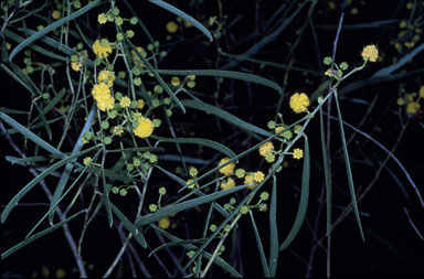 APII jpeg image of Acacia rostellifera  © contact APII
