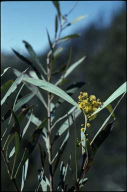 APII jpeg image of Acacia rubida  © contact APII