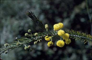 APII jpeg image of Acacia ruppii  © contact APII