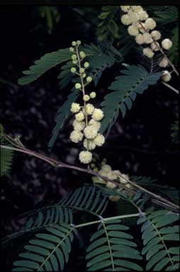 APII jpeg image of Acacia schinoides  © contact APII