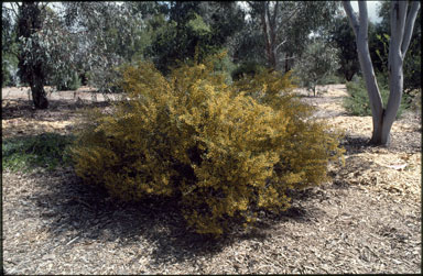 APII jpeg image of Acacia ancistrophylla var. lissophylla  © contact APII