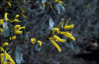 APII jpeg image of Acacia striatifolia  © contact APII