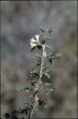 APII jpeg image of Vachellia suberosa  © contact APII