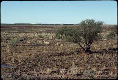 APII jpeg image of Acacia tetragonophylla  © contact APII