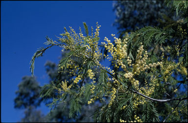 APII jpeg image of Acacia trachyphloia  © contact APII