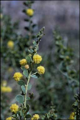 APII jpeg image of Acacia translucens  © contact APII