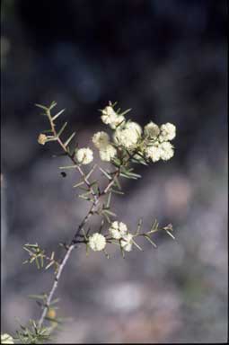 APII jpeg image of Acacia ulicifolia  © contact APII