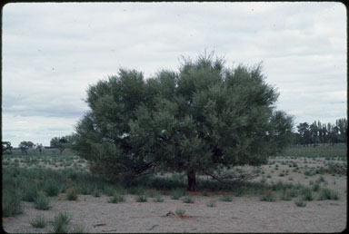 APII jpeg image of Acacia victoriae  © contact APII