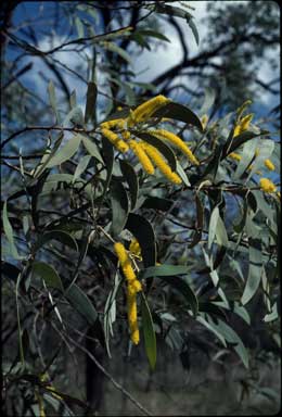 APII jpeg image of Acacia crassa subsp. longicoma  © contact APII