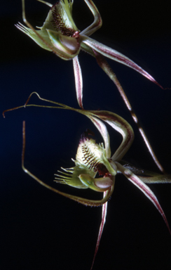 APII jpeg image of Caladenia dilatata  © contact APII