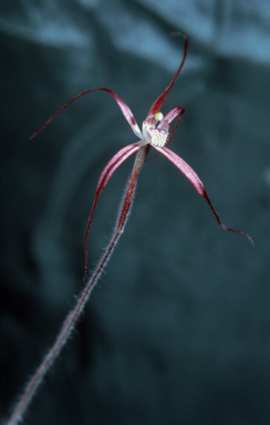 APII jpeg image of Caladenia filamentosa  © contact APII