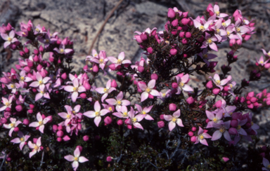 APII jpeg image of Boronia pilosa  © contact APII