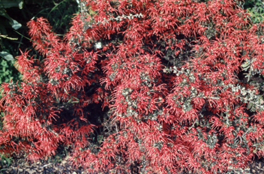 APII jpeg image of Grevillea lavandulacea  © contact APII