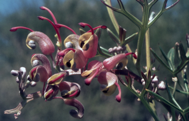 APII jpeg image of Grevillea patentiloba  © contact APII