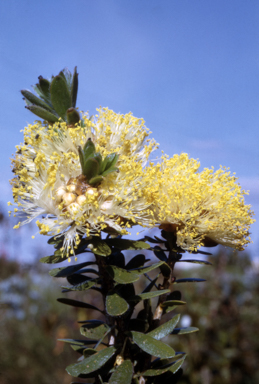 APII jpeg image of Melaleuca megacephala  © contact APII