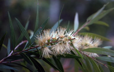 APII jpeg image of Callistemon formosus  © contact APII