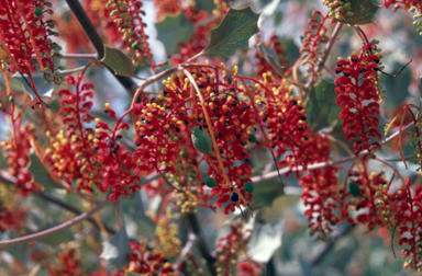 APII jpeg image of Grevillea wickhamii  © contact APII