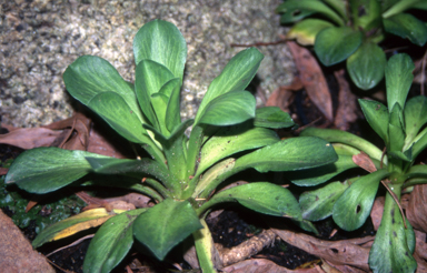 APII jpeg image of Pringlea antiscorbutica  © contact APII