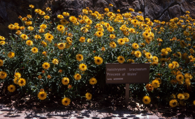APII jpeg image of Xerochrysum bracteatum 'Princess of Wales'  © contact APII
