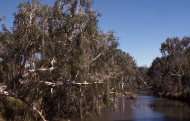 APII jpeg image of Melaleuca leucadendra  © contact APII