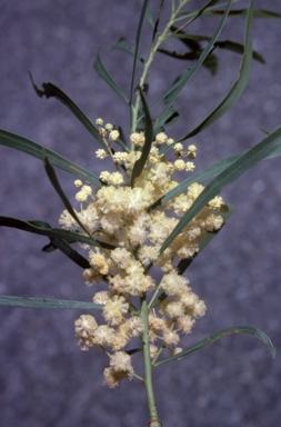 APII jpeg image of Acacia retinodes  © contact APII