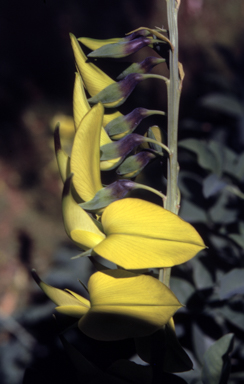APII jpeg image of Crotalaria laburnifolia  © contact APII