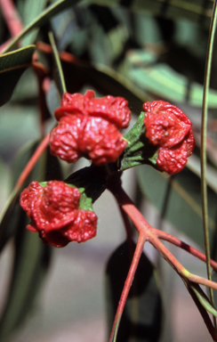 APII jpeg image of Eucalyptus erythrocorys  © contact APII