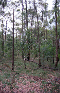 APII jpeg image of Acacia matthewii  © contact APII