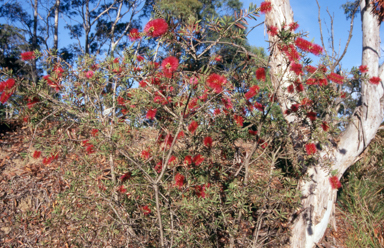 APII jpeg image of Callistemon citrinus  © contact APII