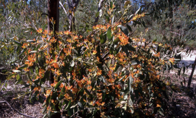 APII jpeg image of Dendrophthoe vitellina  © contact APII