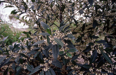 APII jpeg image of Elaeocarpus reticulatus  © contact APII