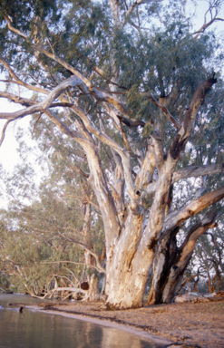 APII jpeg image of Eucalyptus camaldulensis  © contact APII