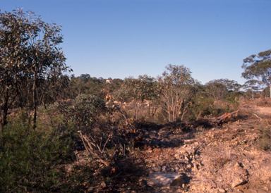 APII jpeg image of Eucalyptus notabilis  © contact APII
