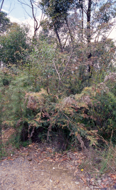 APII jpeg image of Grevillea caleyi  © contact APII