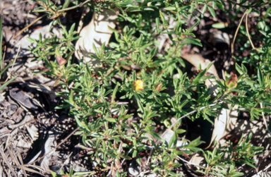 APII jpeg image of Hibbertia procumbens  © contact APII