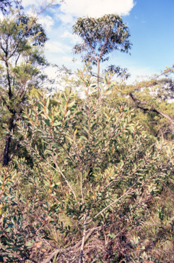 APII jpeg image of Persoonia glaucescens  © contact APII