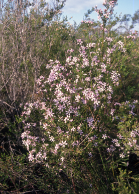 APII jpeg image of Philotheca salsolifolia  © contact APII
