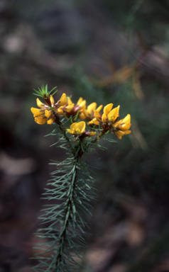 APII jpeg image of Pultenaea stipularis  © contact APII
