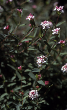 APII jpeg image of Pimelea spicata  © contact APII