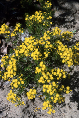APII jpeg image of Verticordia chrysantha  © contact APII
