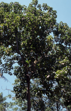 APII jpeg image of Aleurites moluccanus  © contact APII